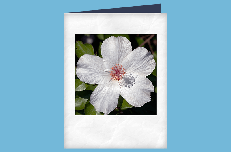 7-ER-Compliments-download-featured image